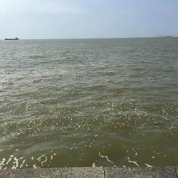 台風後ちょっと渋い